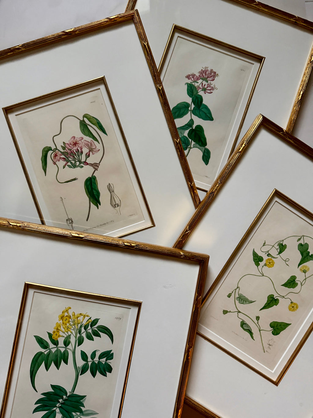 Set of four 19th c botanical engravings