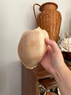 crowned baler shell (melon shell)