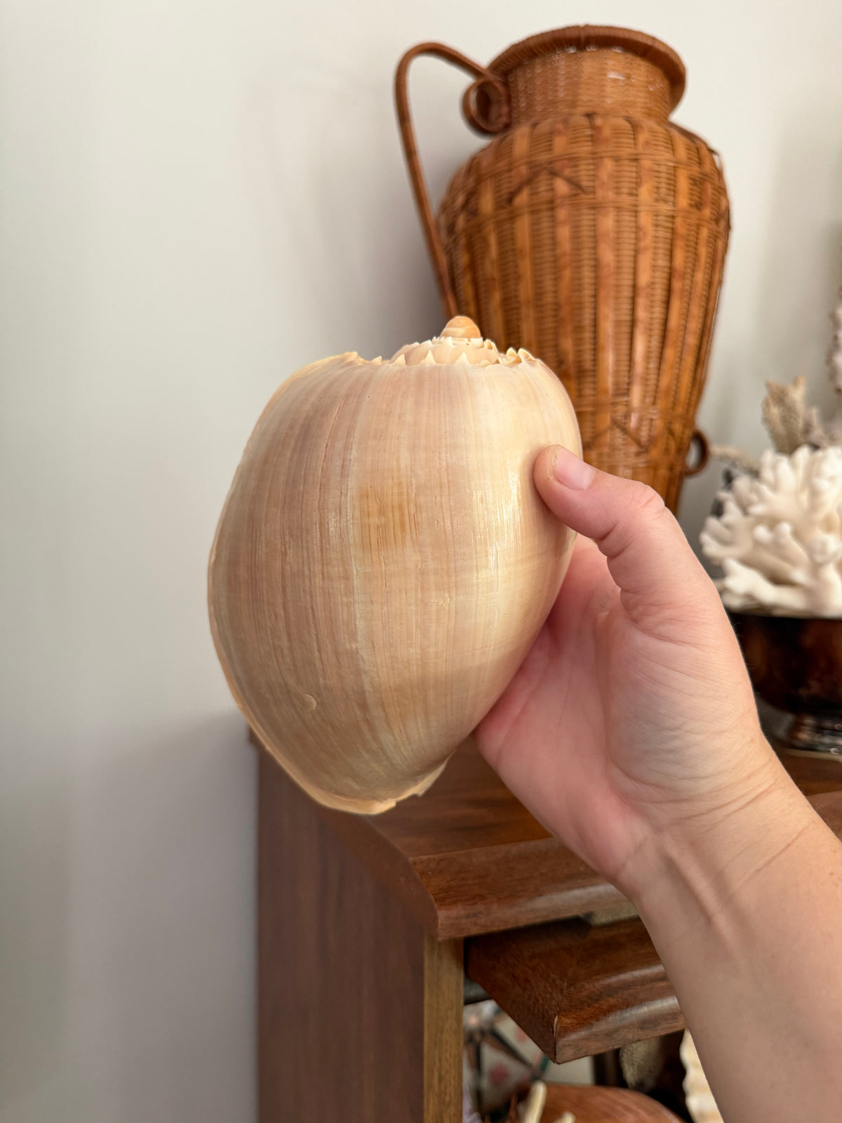 crowned baler shell (melon shell)