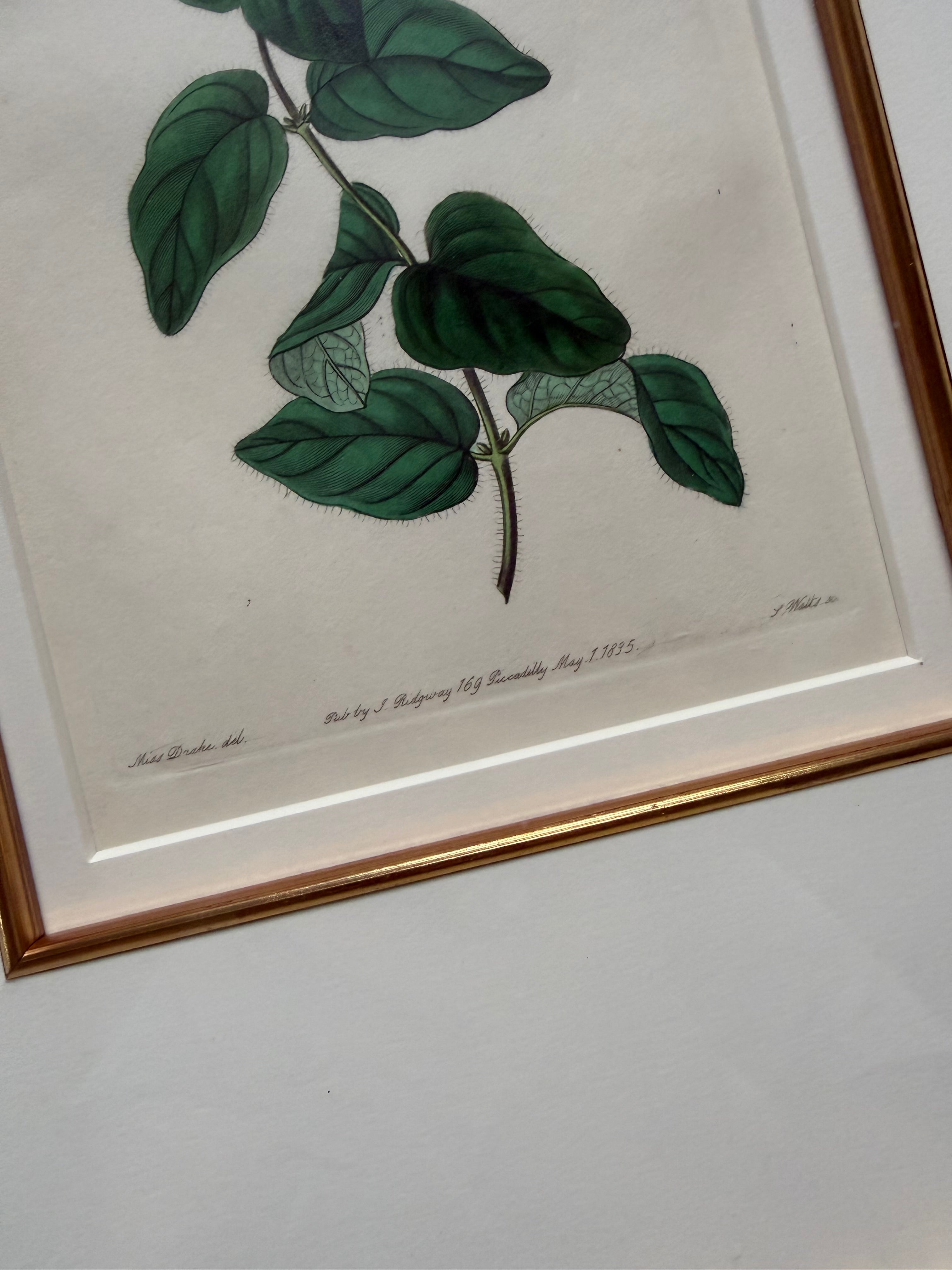 Set of four 19th c botanical engravings