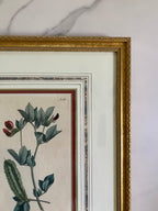 Pair 18th c botanical engravings