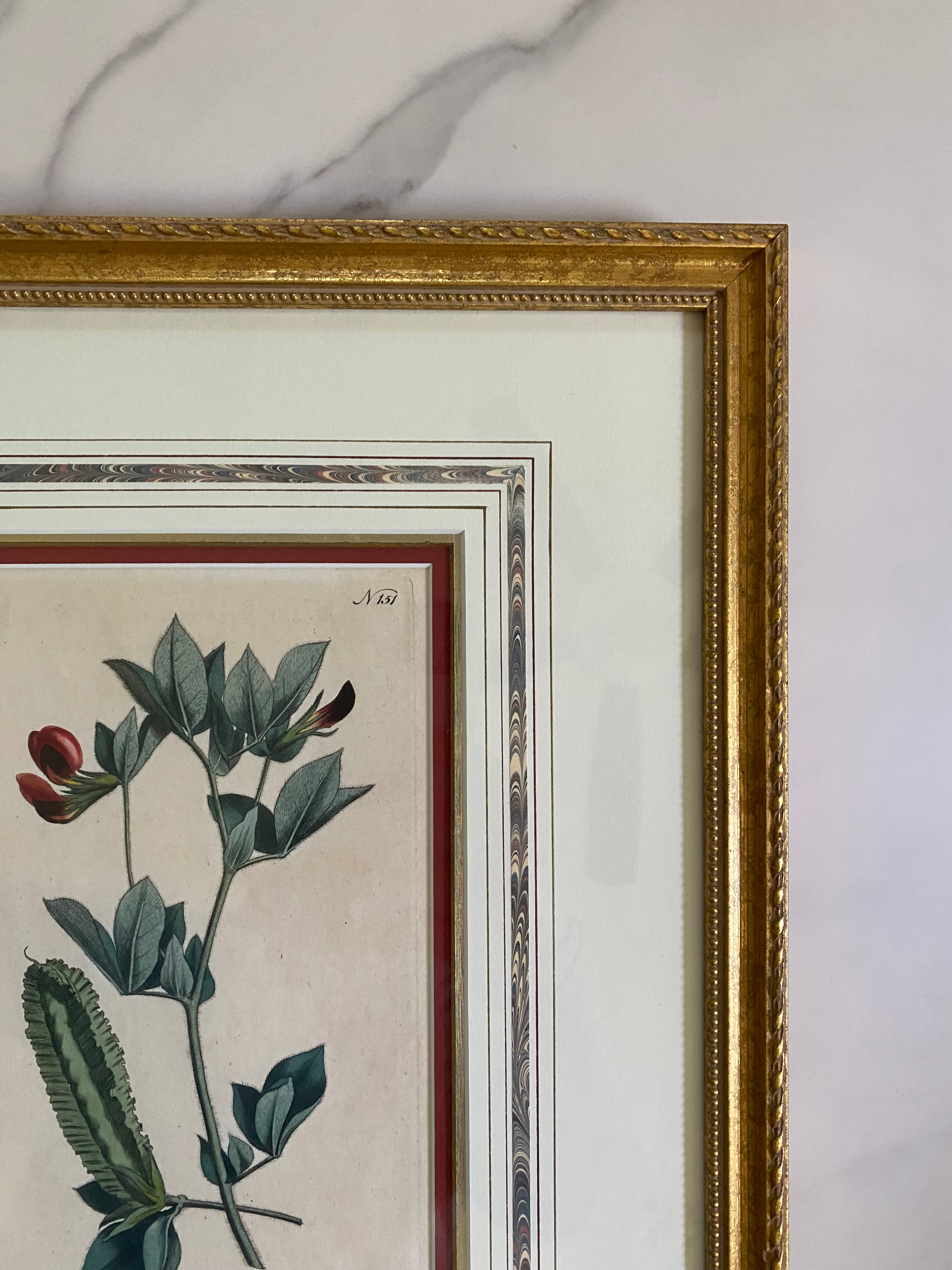 Pair 18th c botanical engravings