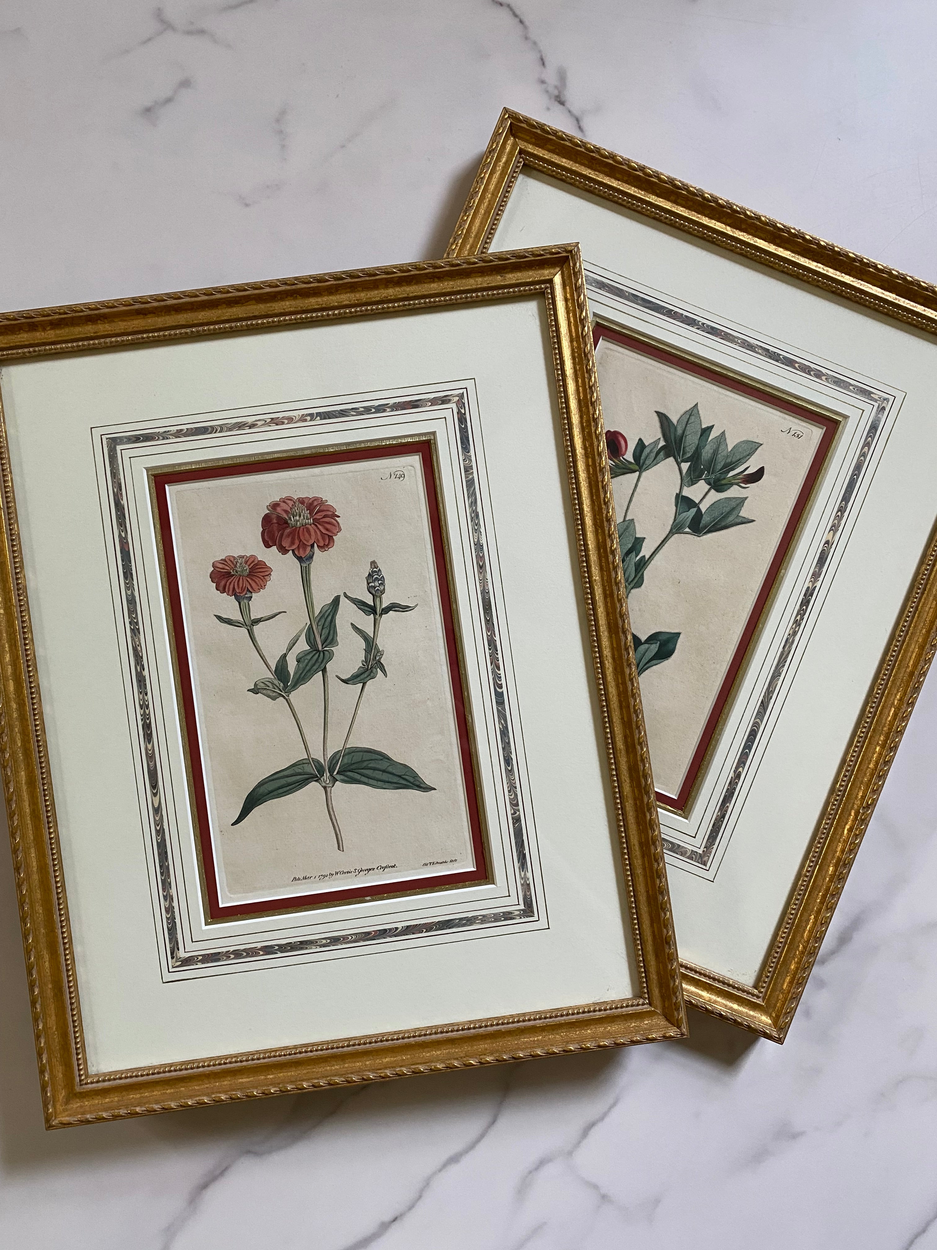 Pair 18th c botanical engravings