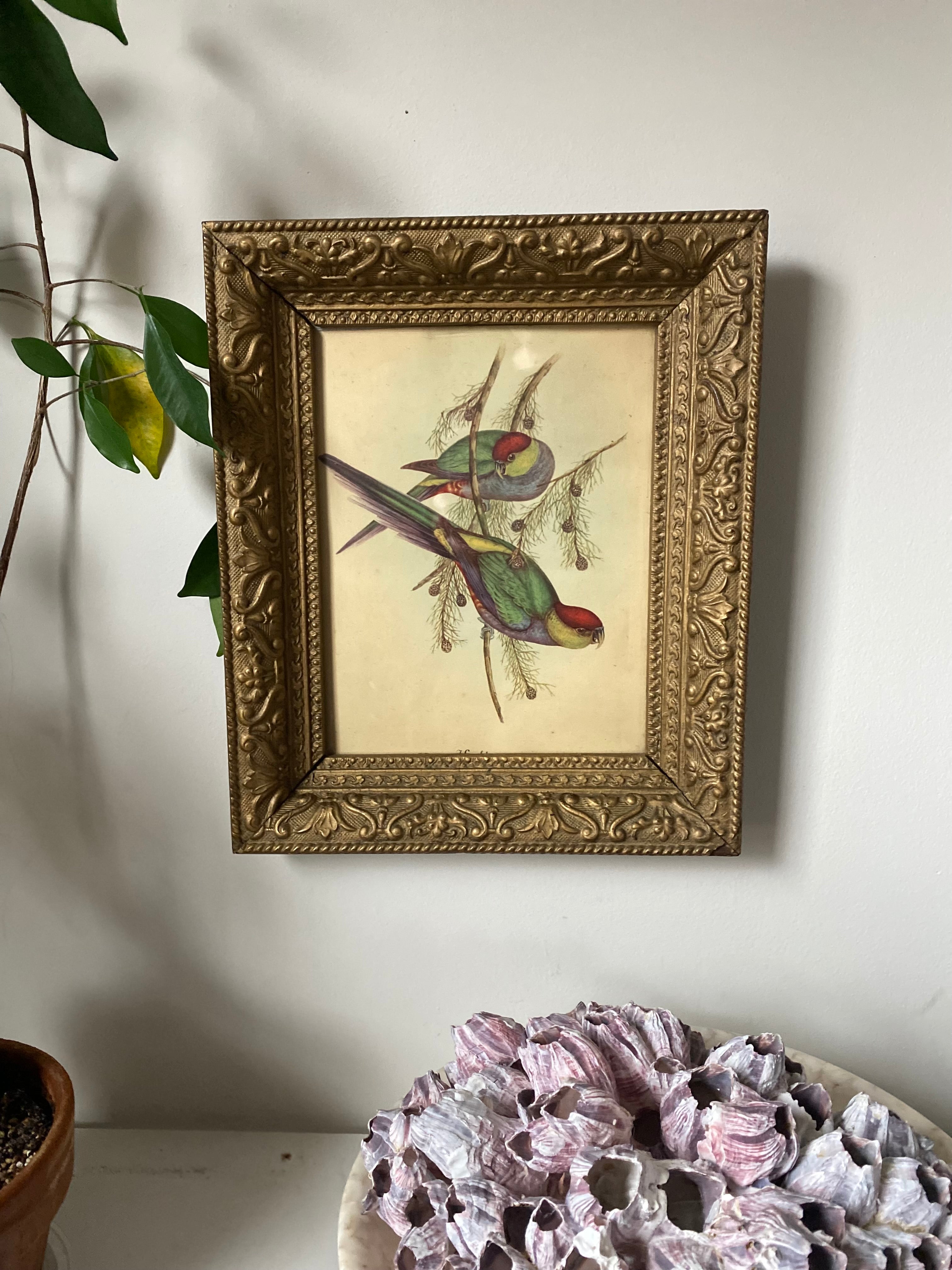 Vintage Parrot Lithograph