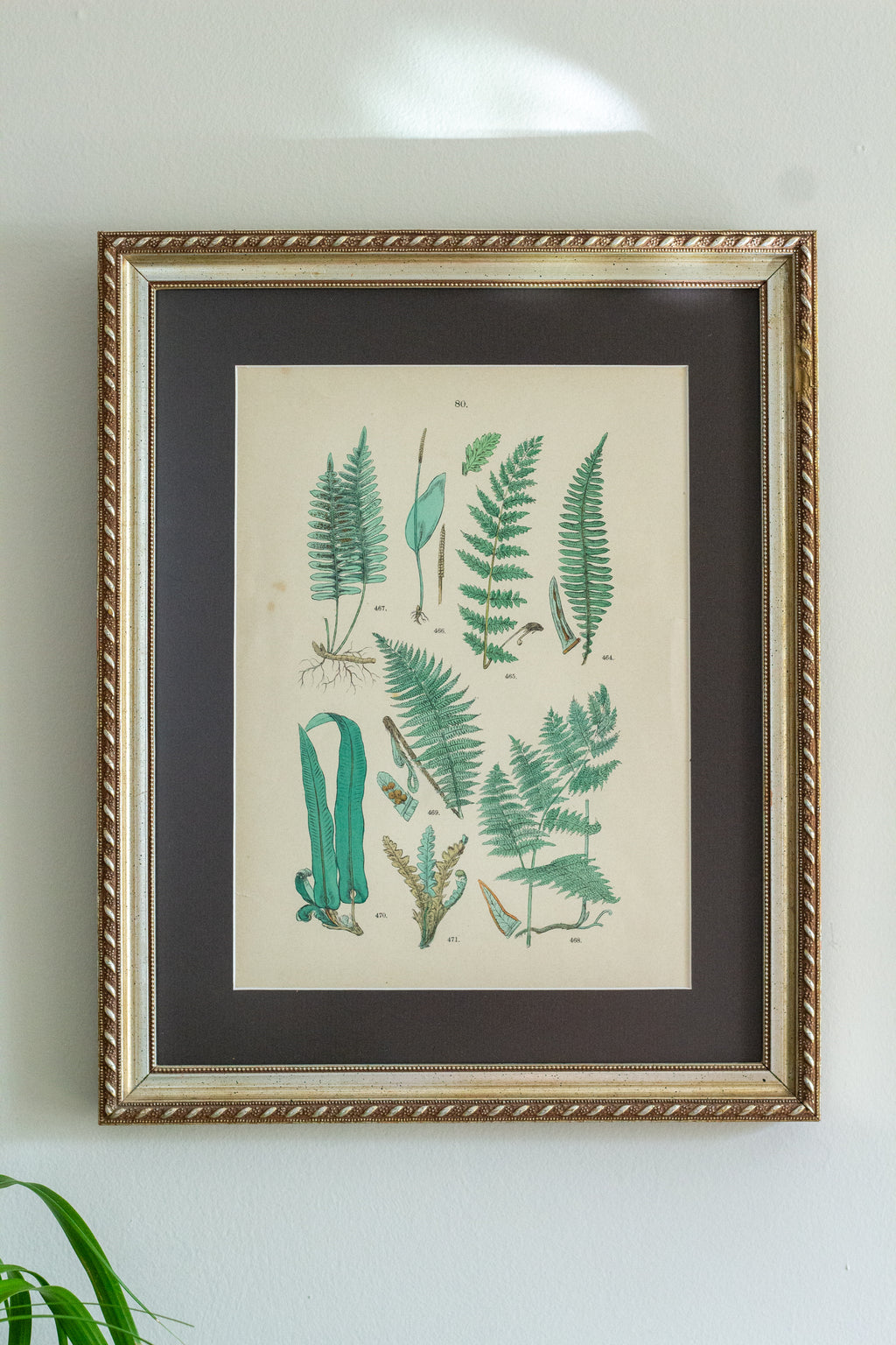 Antique fern lithograph