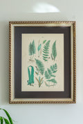 Antique fern lithograph