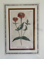 Pair 18th c botanical engravings