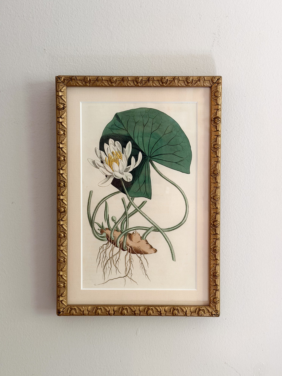 19th century water lily engraving