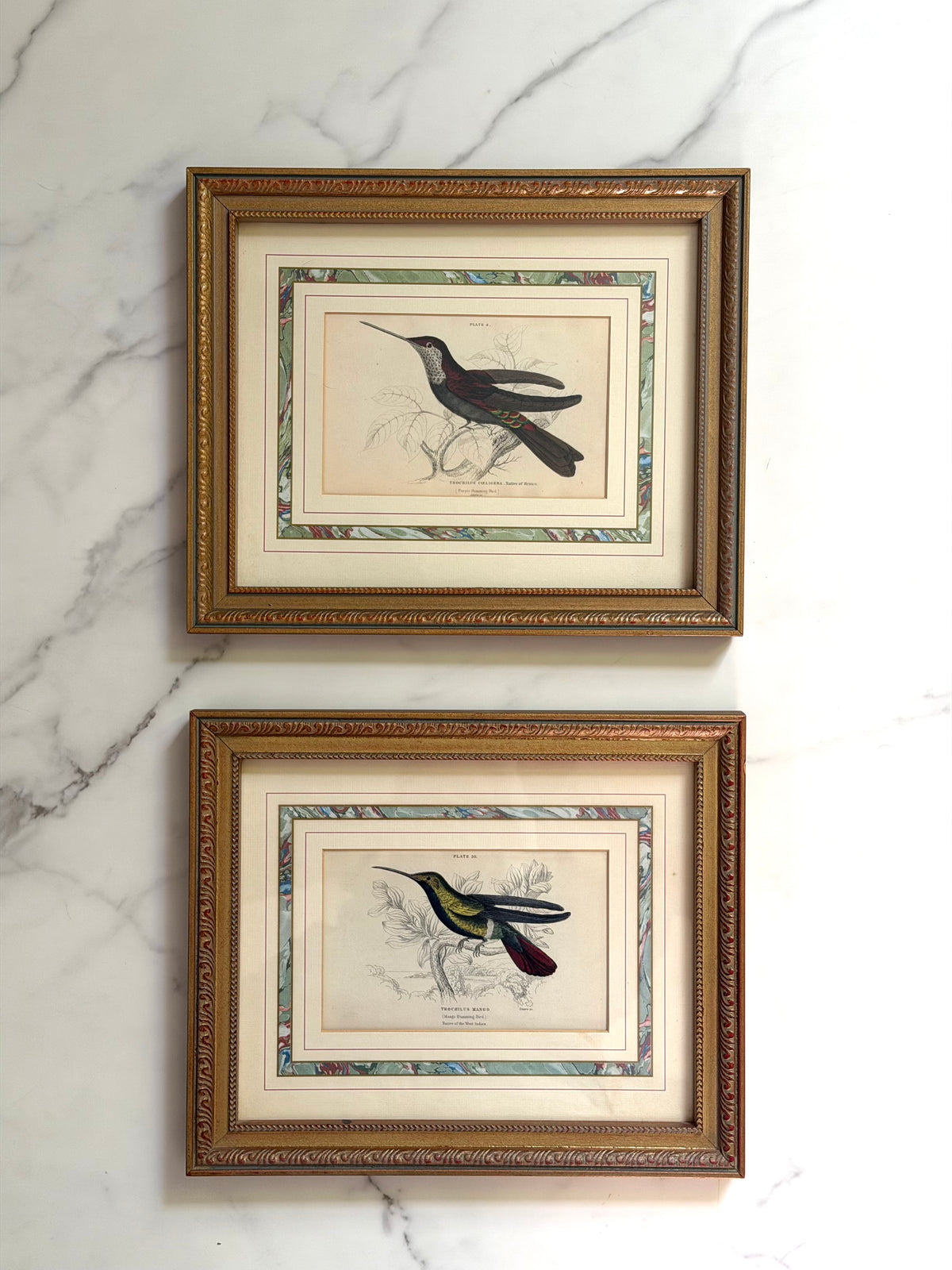 pair of vintage hummingbird prints