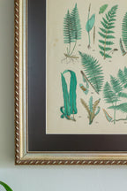 Antique fern lithograph