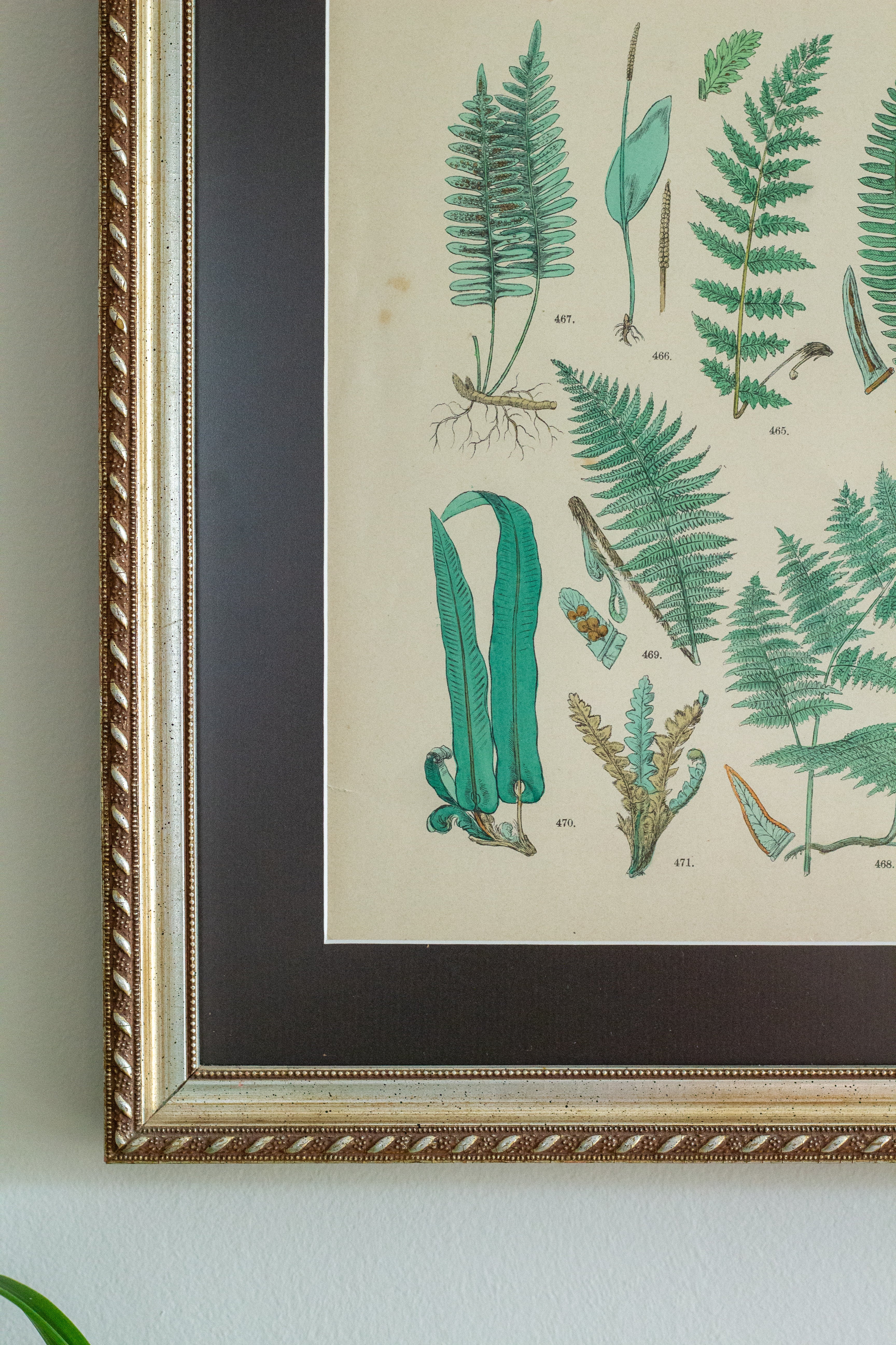 Antique fern lithograph