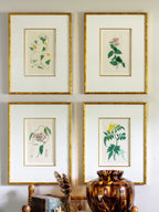 Set of four 19th c botanical engravings