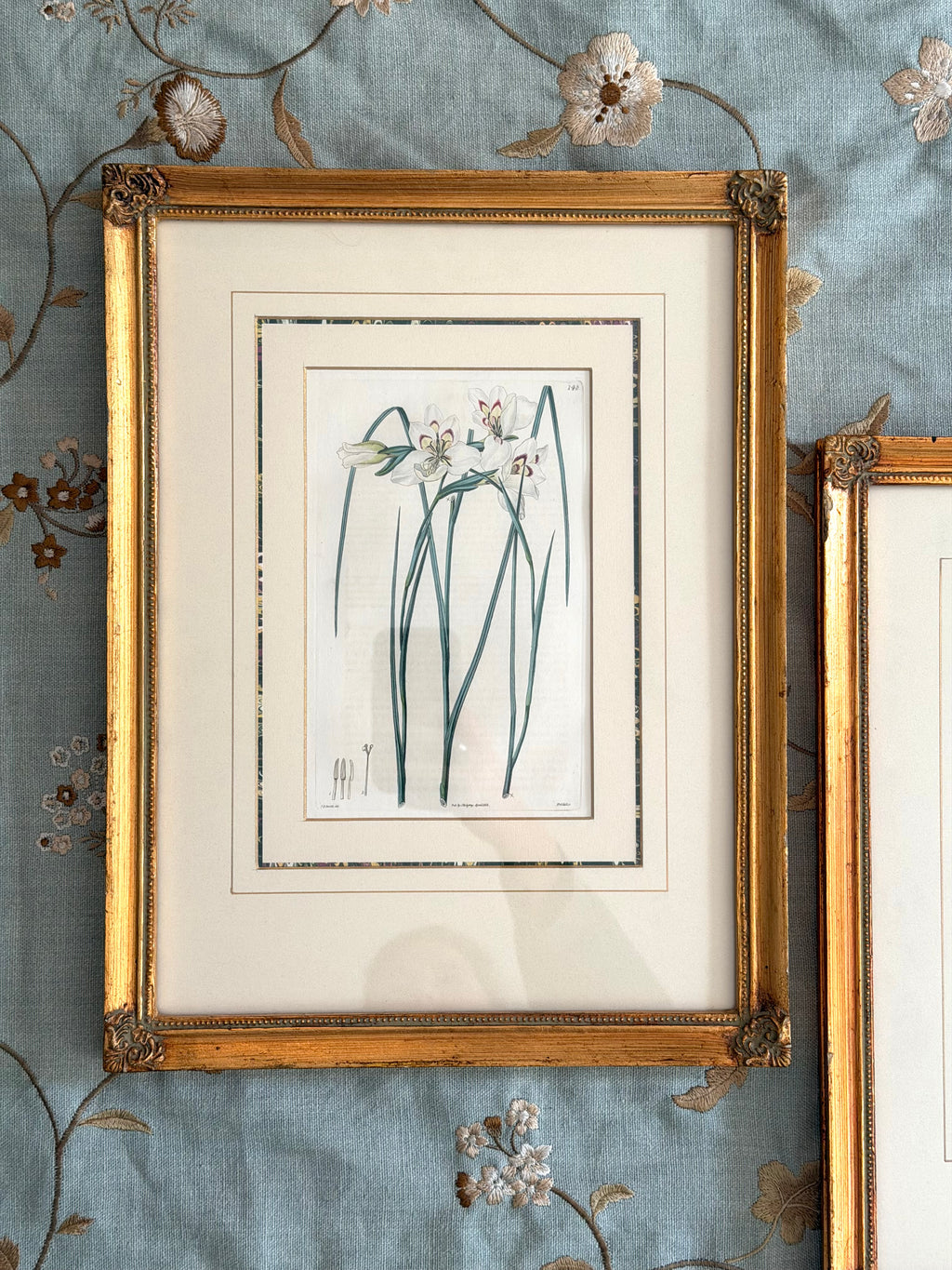 pair 19th century botanical engravings