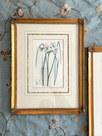 pair 19th century botanical engravings