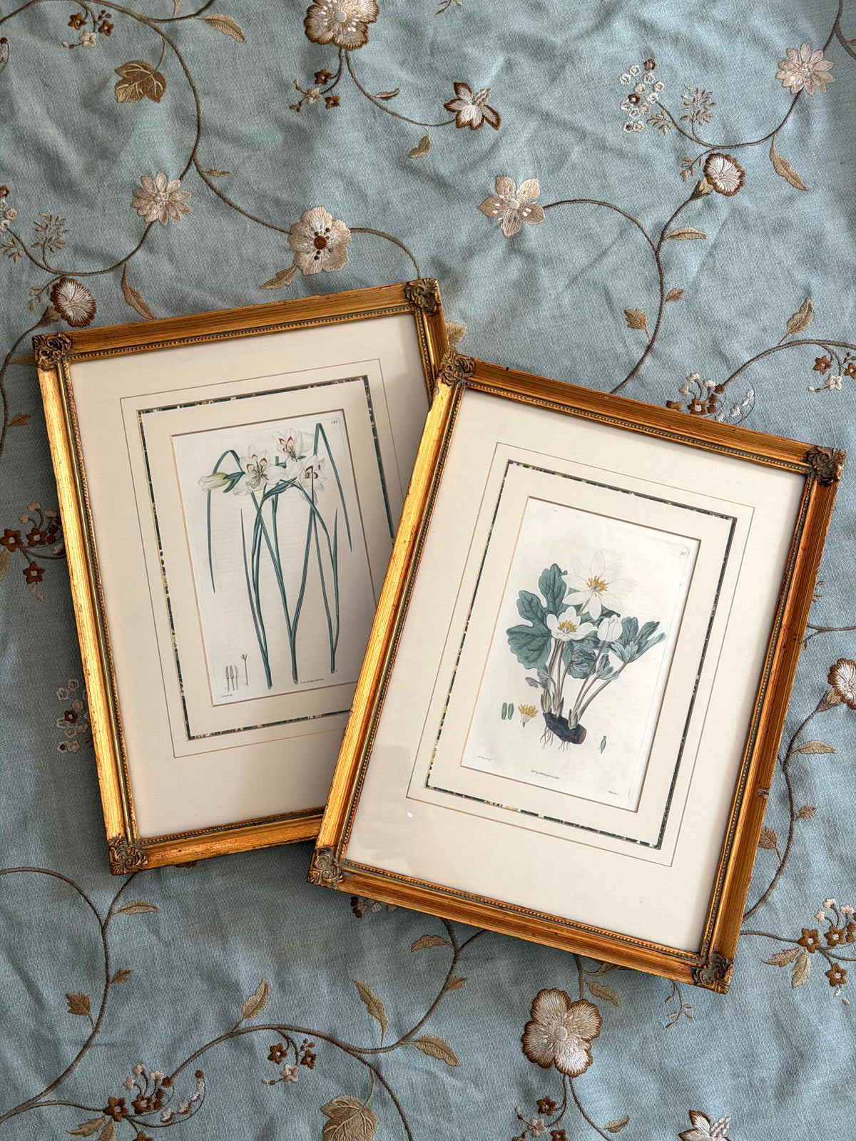 pair 19th century botanical engravings