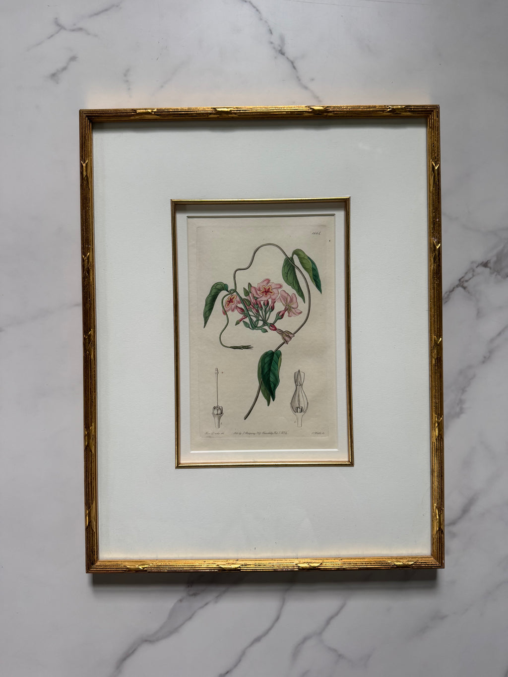 Set of four 19th c botanical engravings