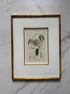 Set of four 19th c botanical engravings