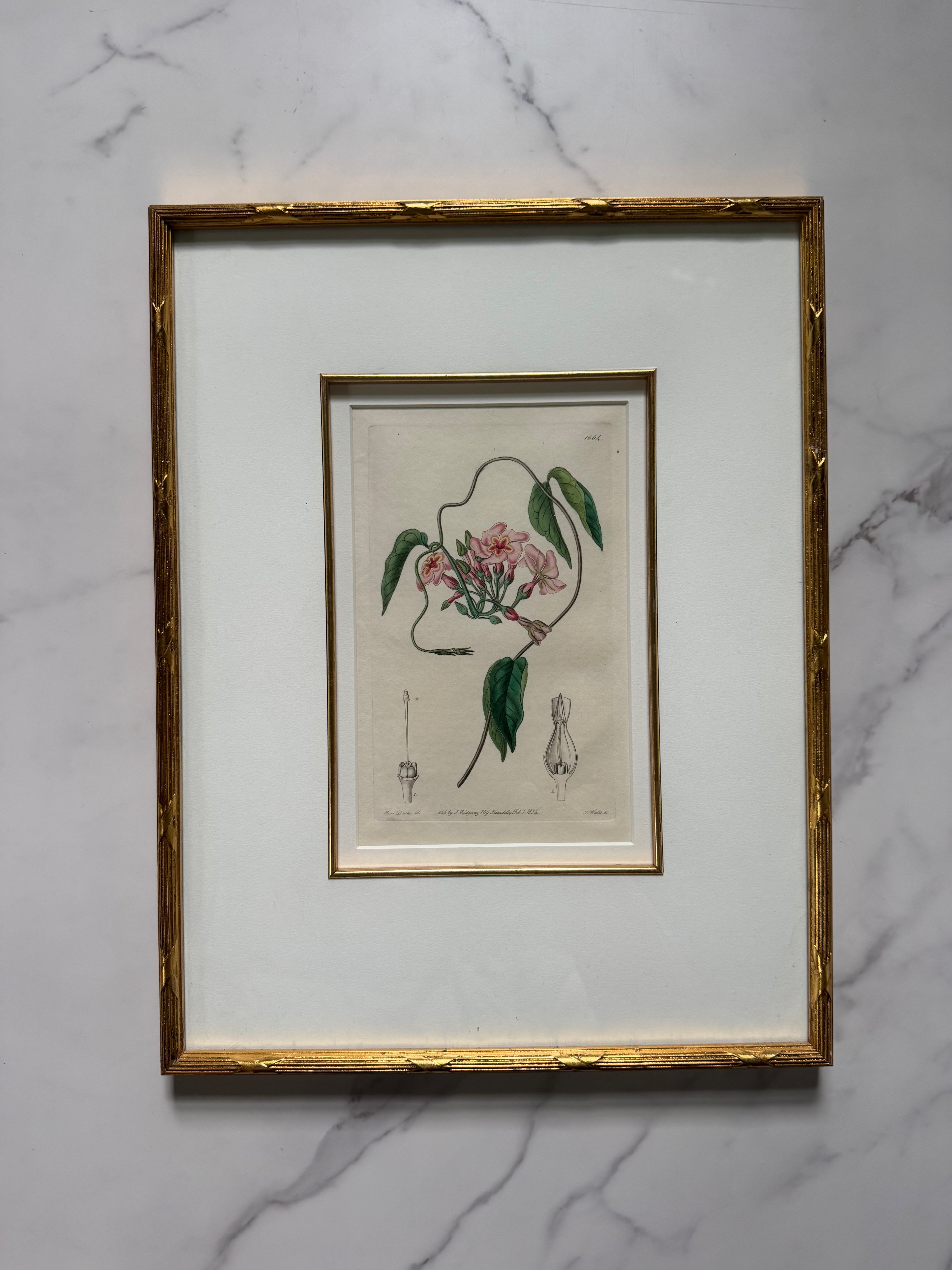 Set of four 19th c botanical engravings