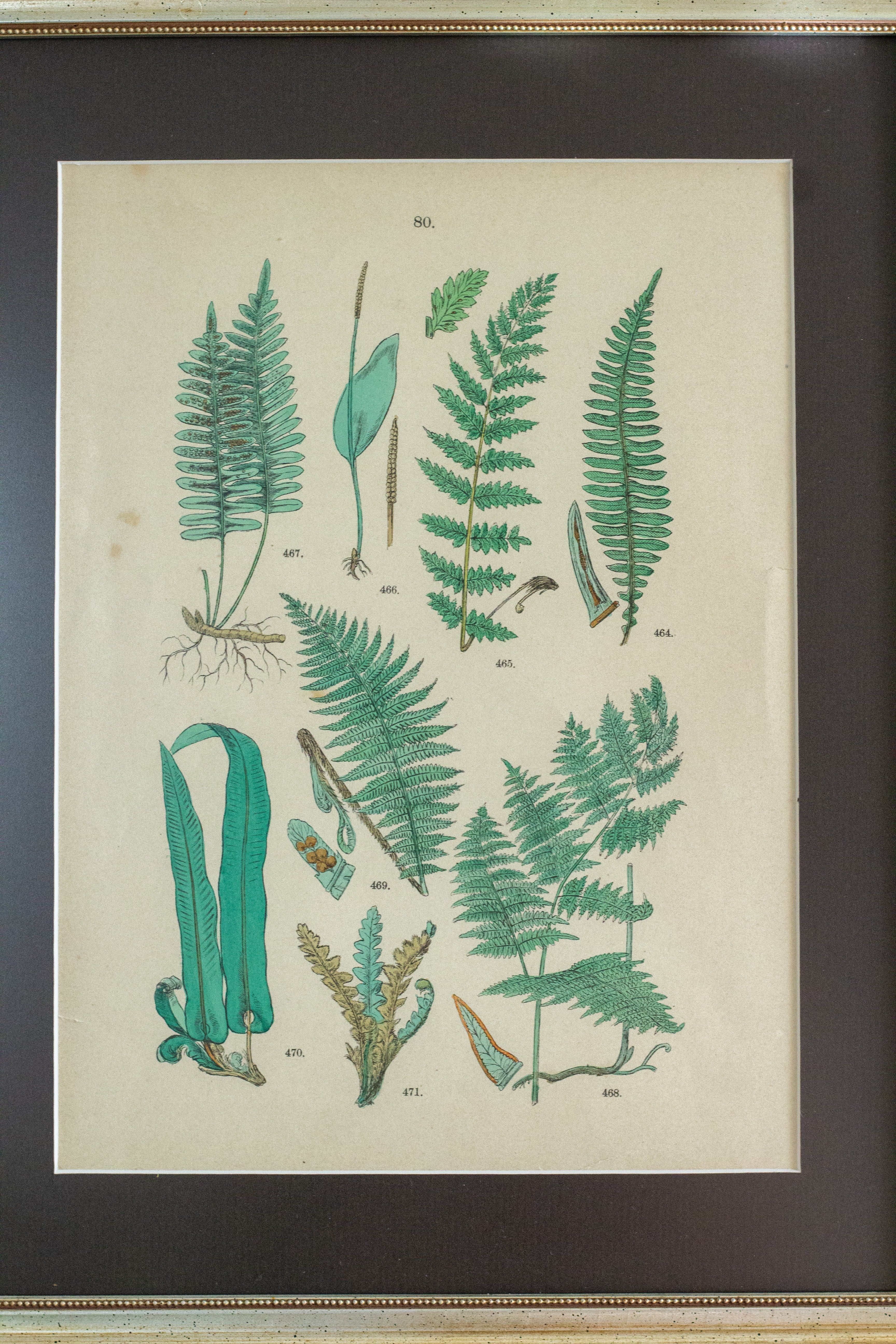 Antique fern lithograph
