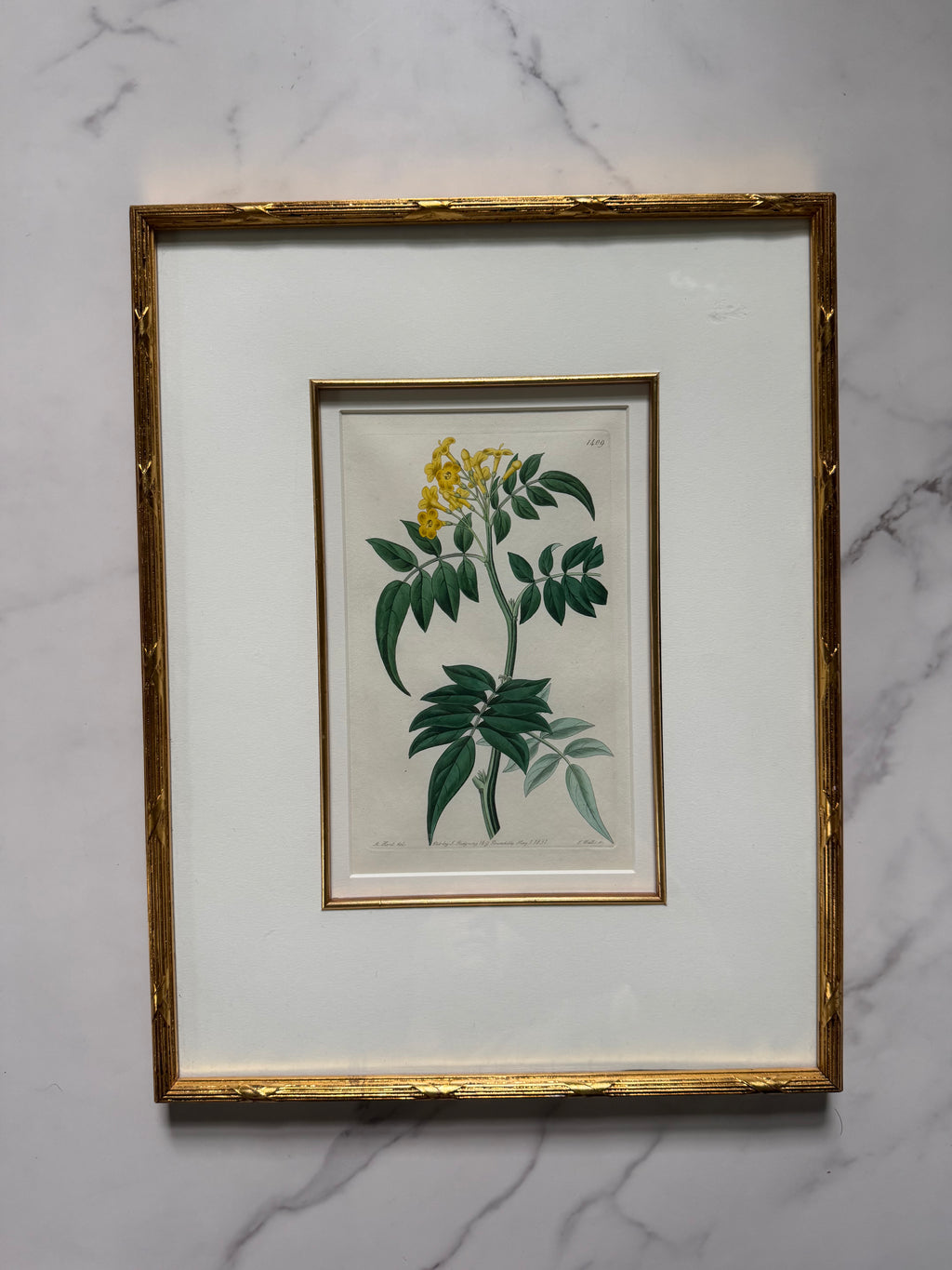 Set of four 19th c botanical engravings