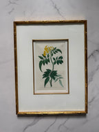 Set of four 19th c botanical engravings