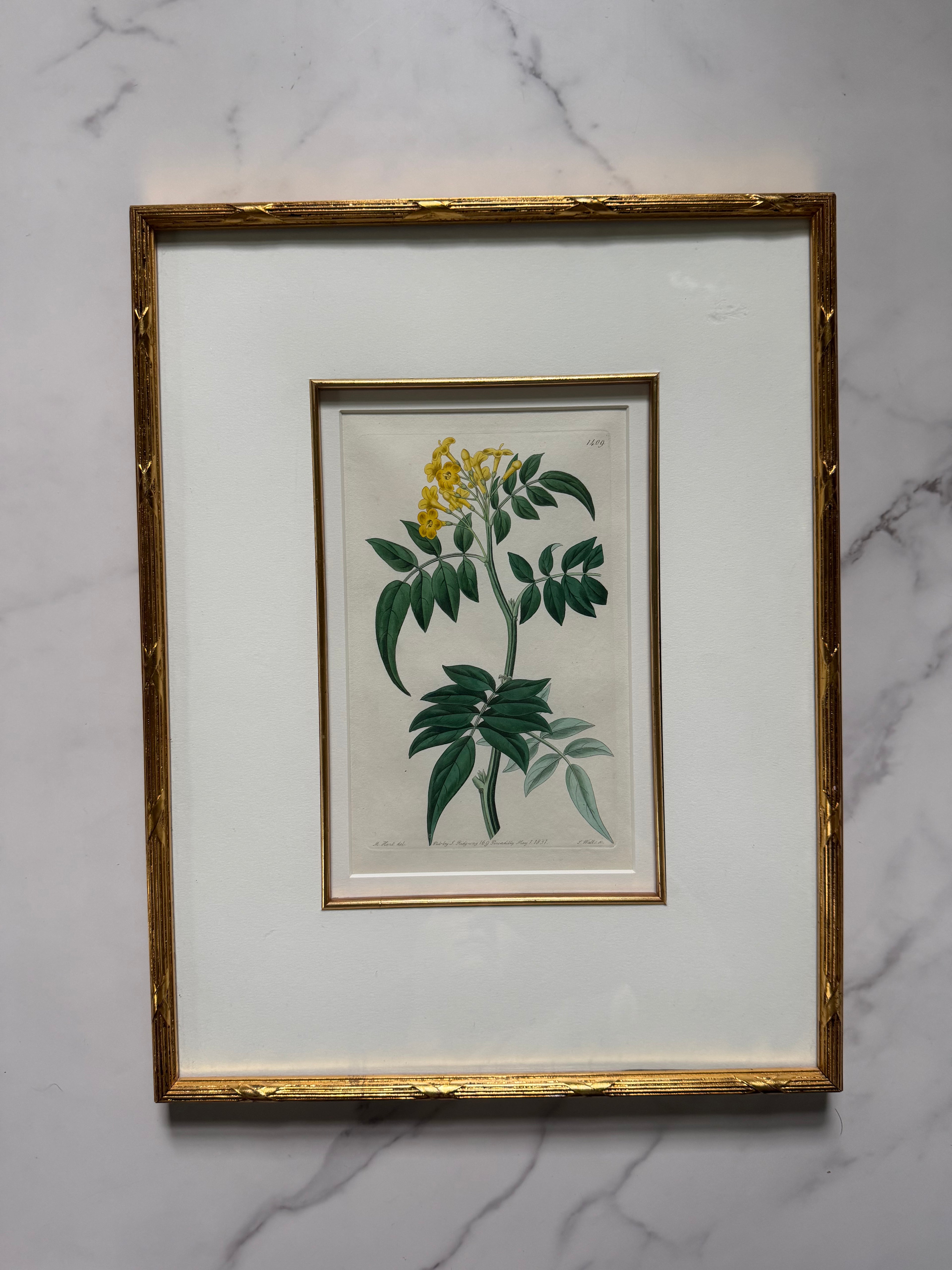 Set of four 19th c botanical engravings