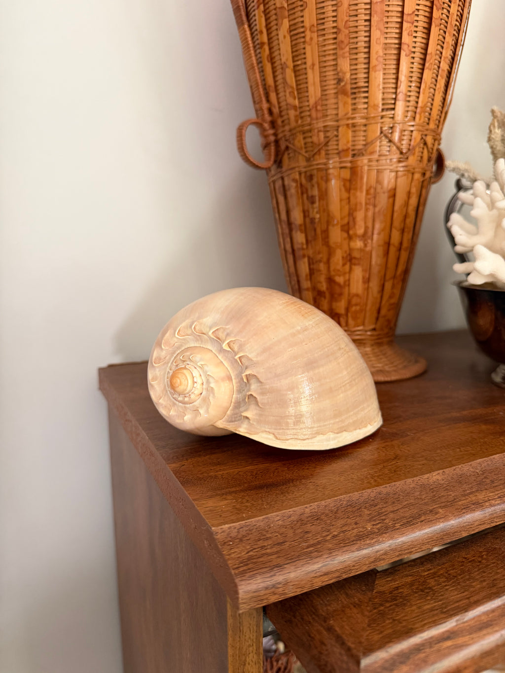 crowned baler shell (melon shell)