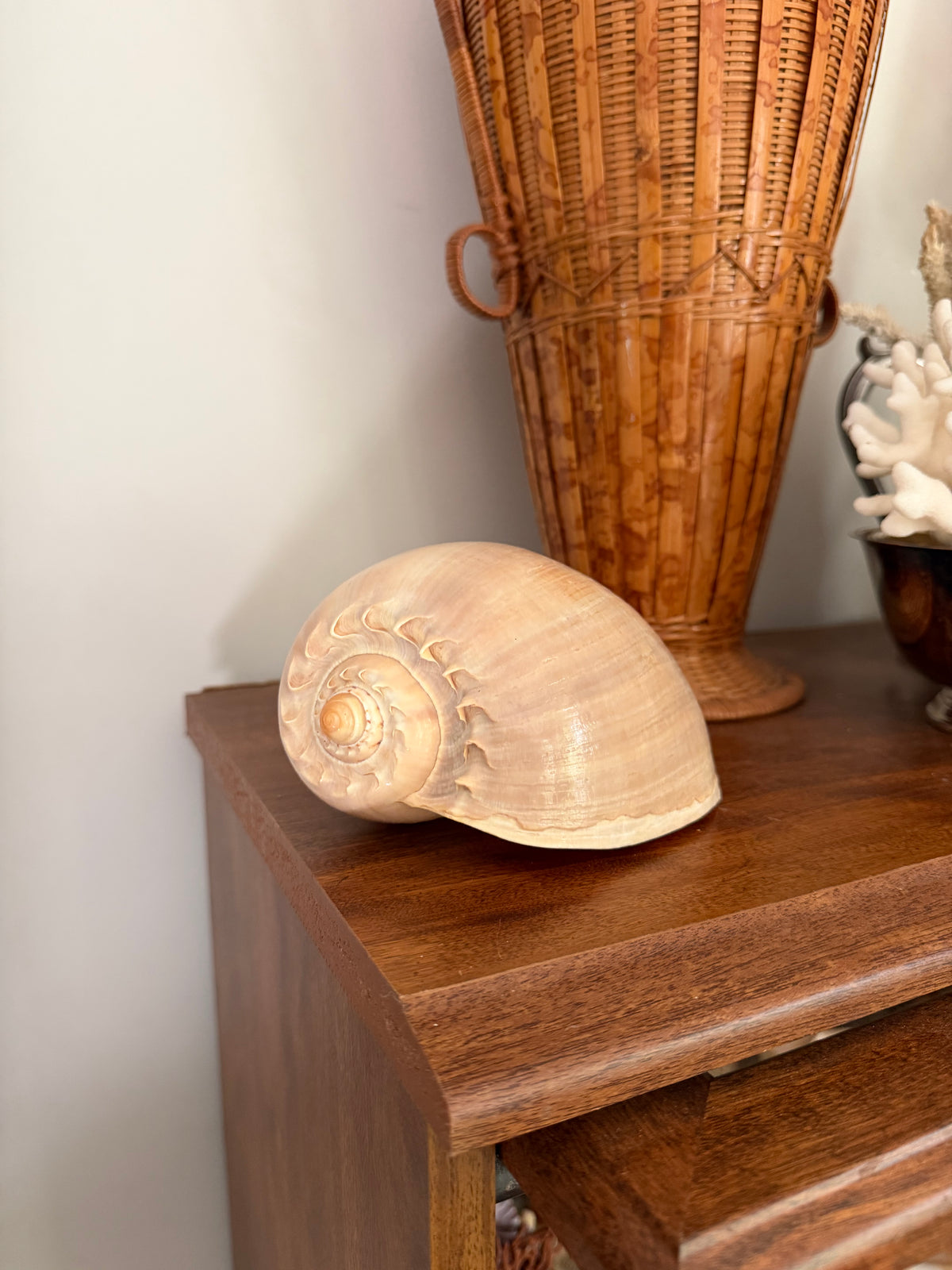 crowned baler shell (melon shell)