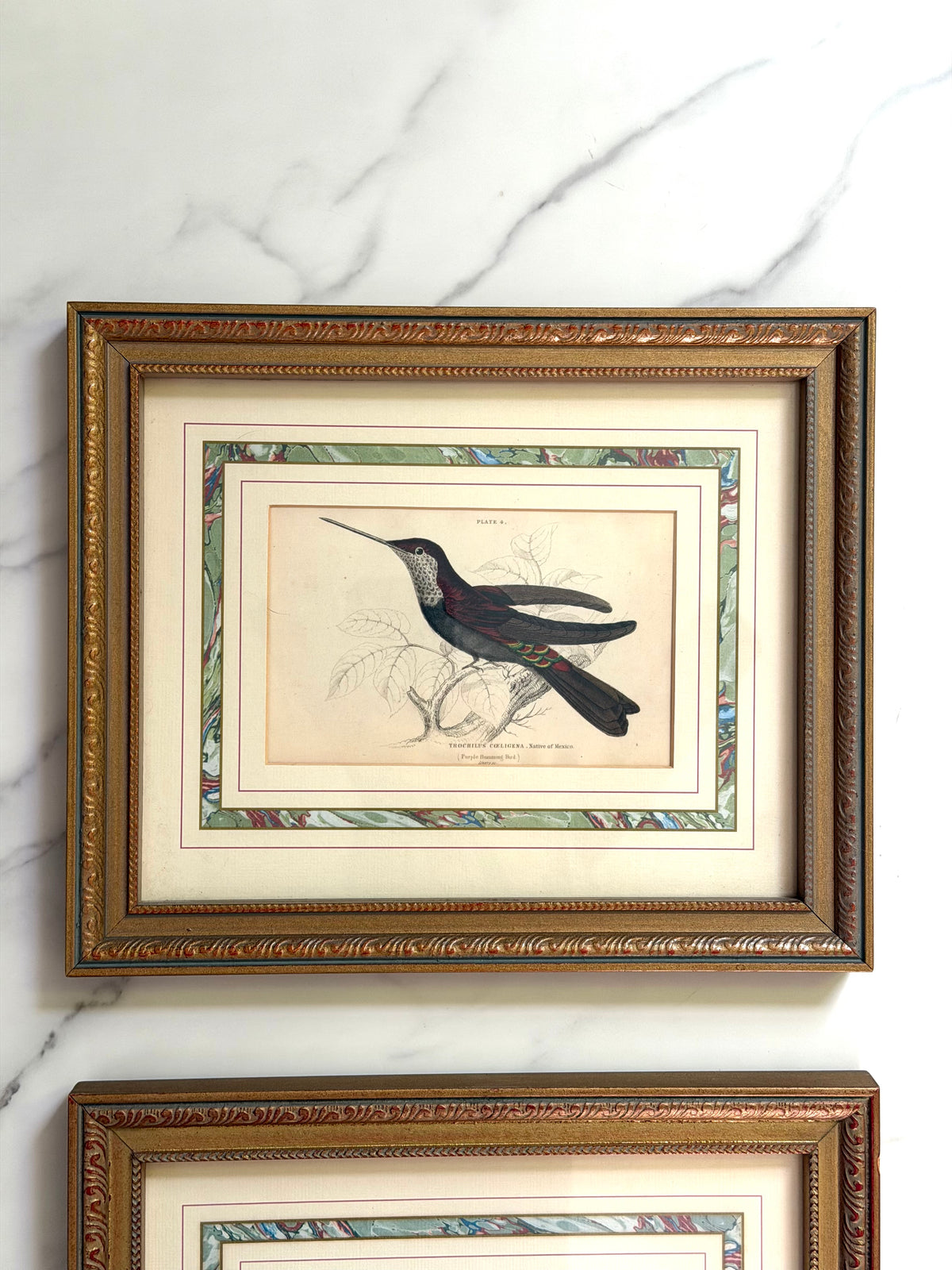 pair of vintage hummingbird prints