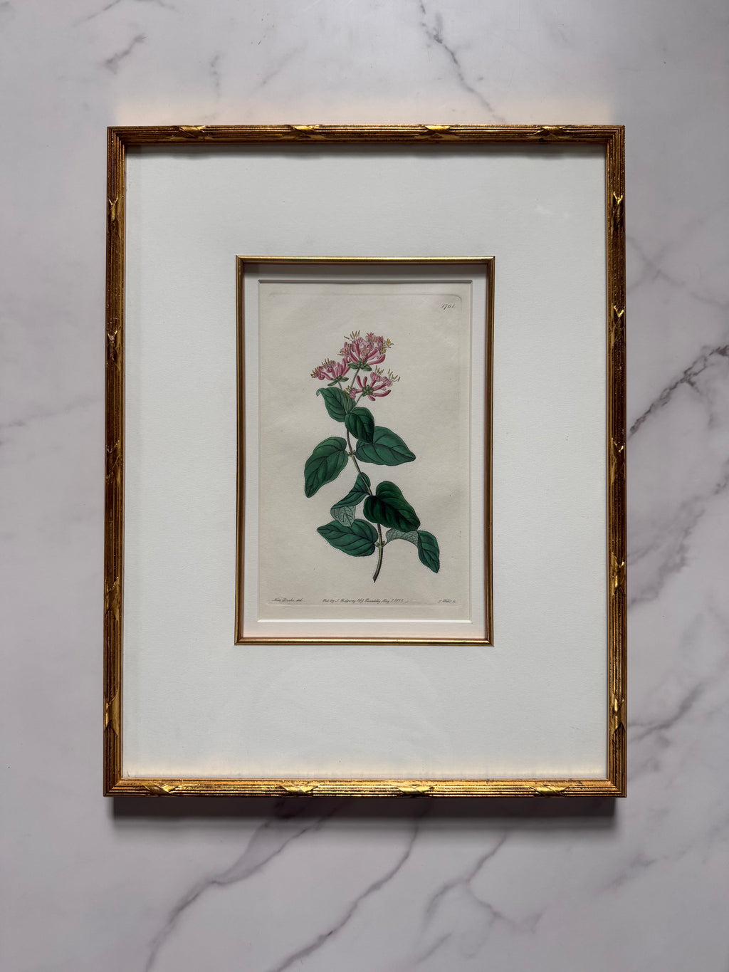 Set of four 19th c botanical engravings