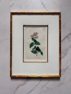 Set of four 19th c botanical engravings