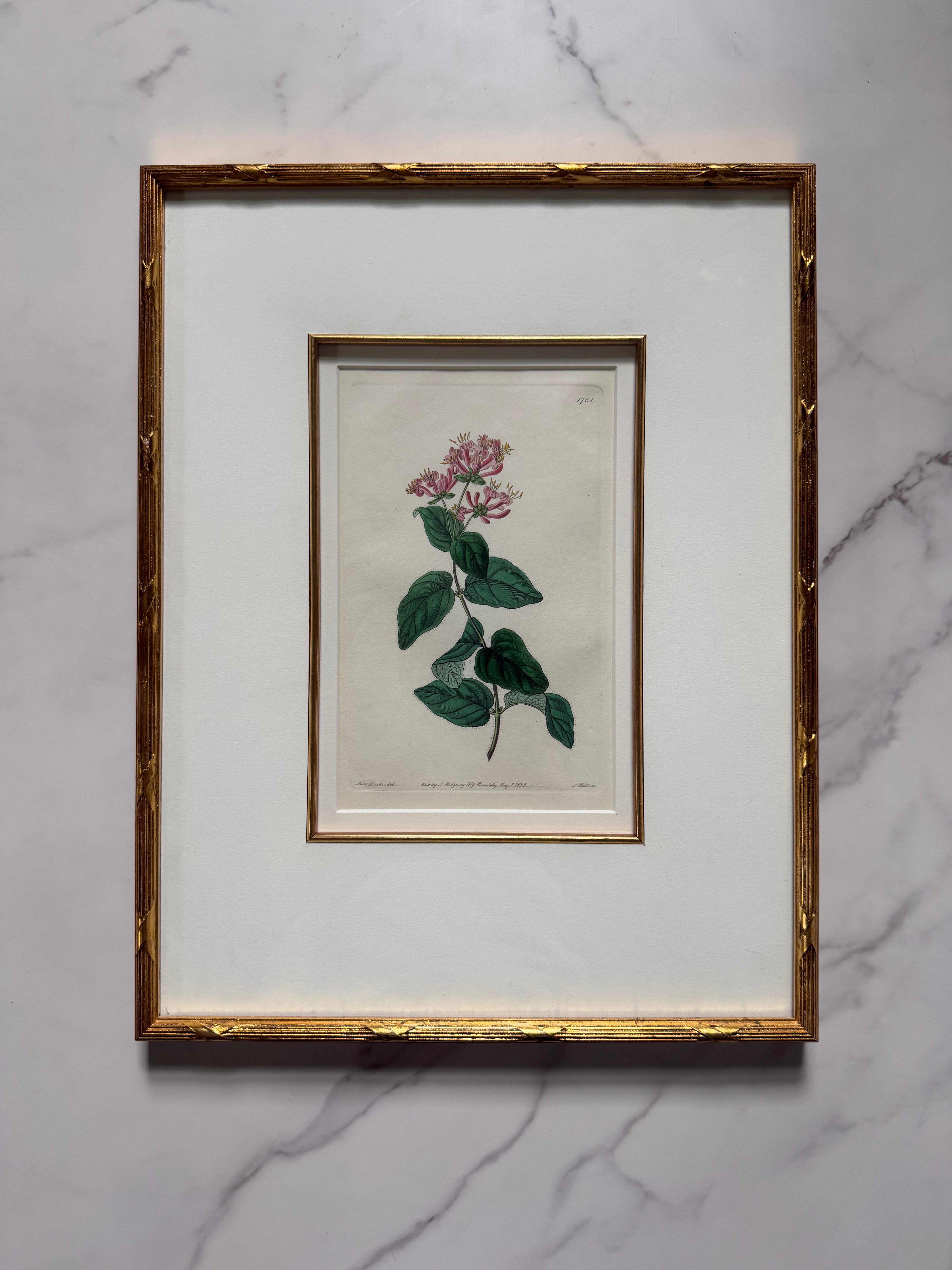 Set of four 19th c botanical engravings