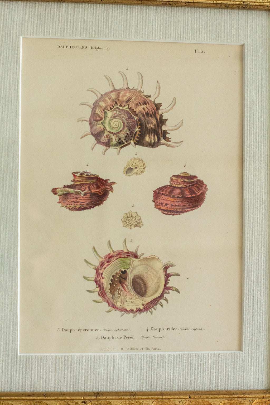 19th c shell engraving