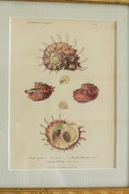 19th c shell engraving