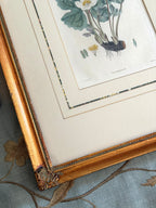 pair 19th century botanical engravings