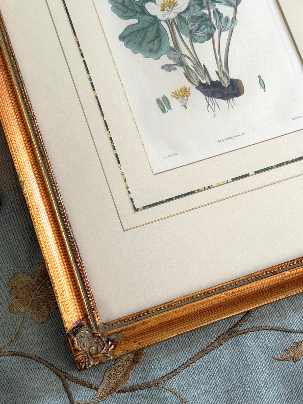 pair 19th century botanical engravings