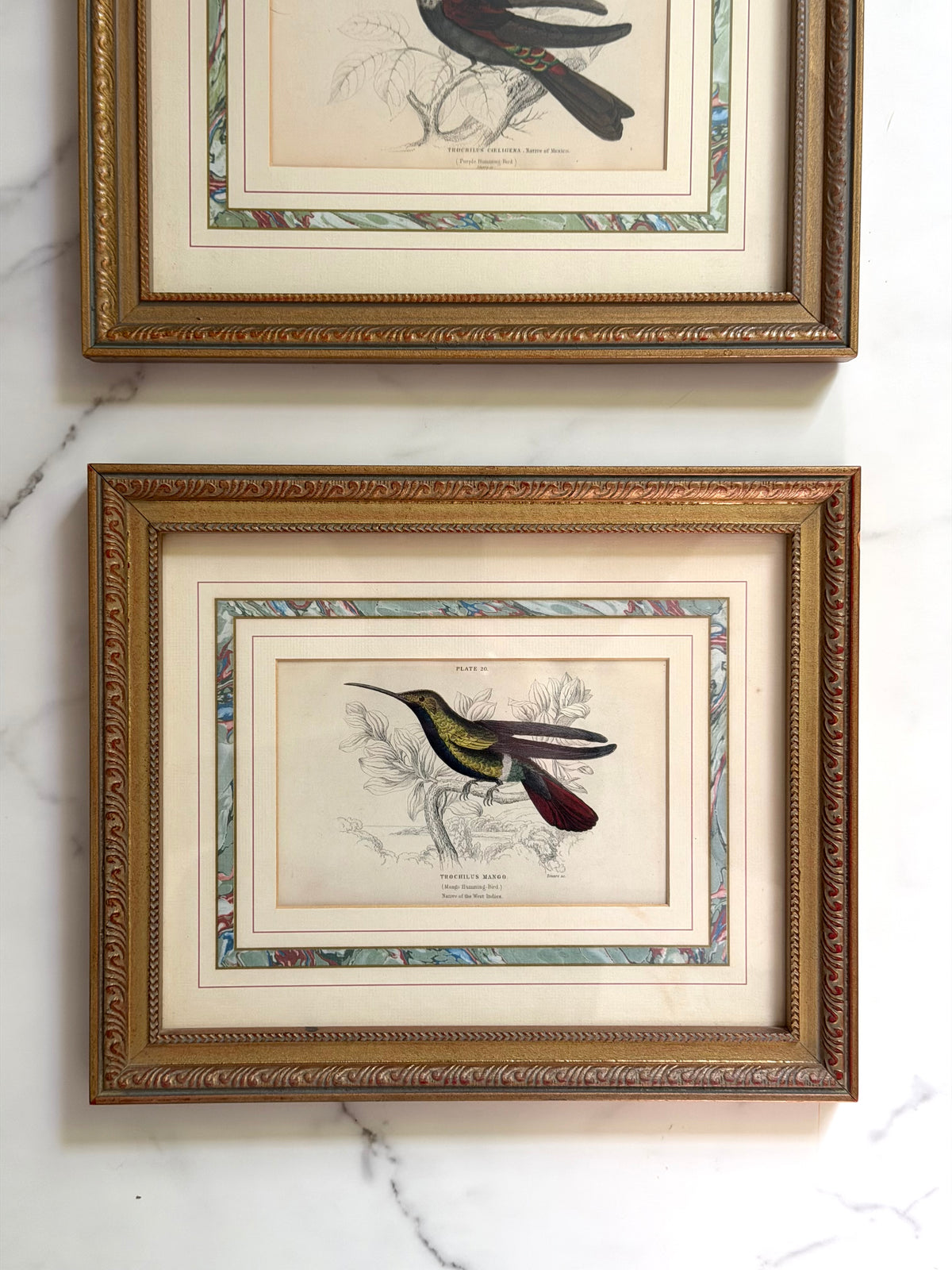 pair of vintage hummingbird prints