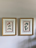 Pair 18th c botanical engravings