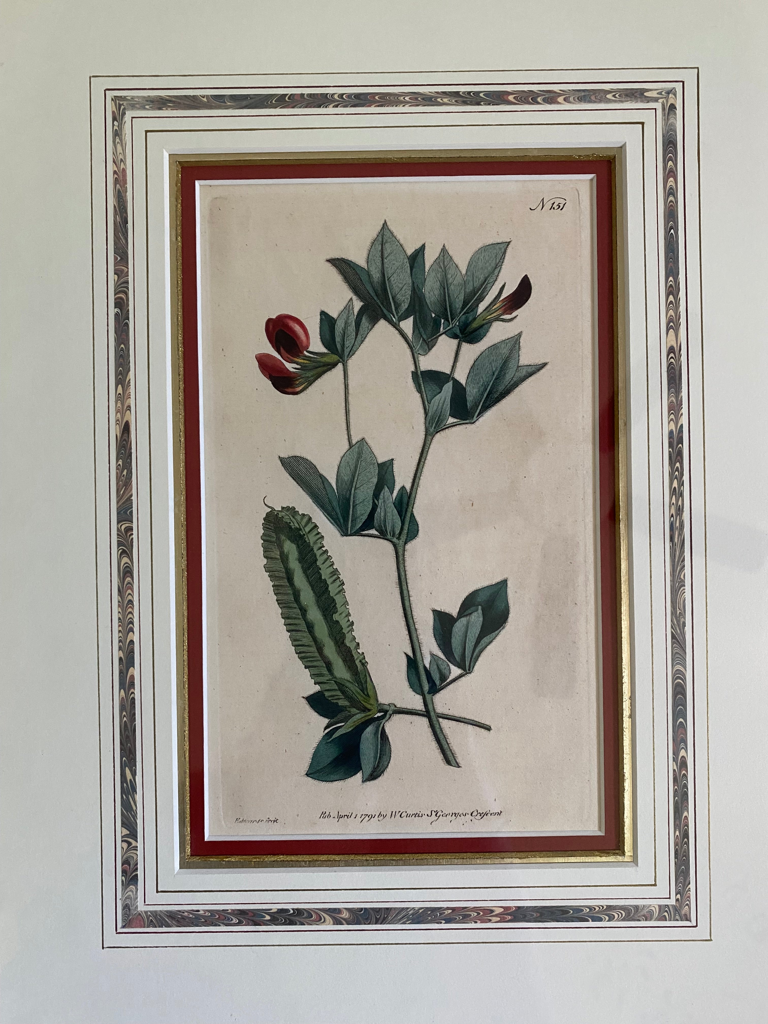 Pair 18th c botanical engravings