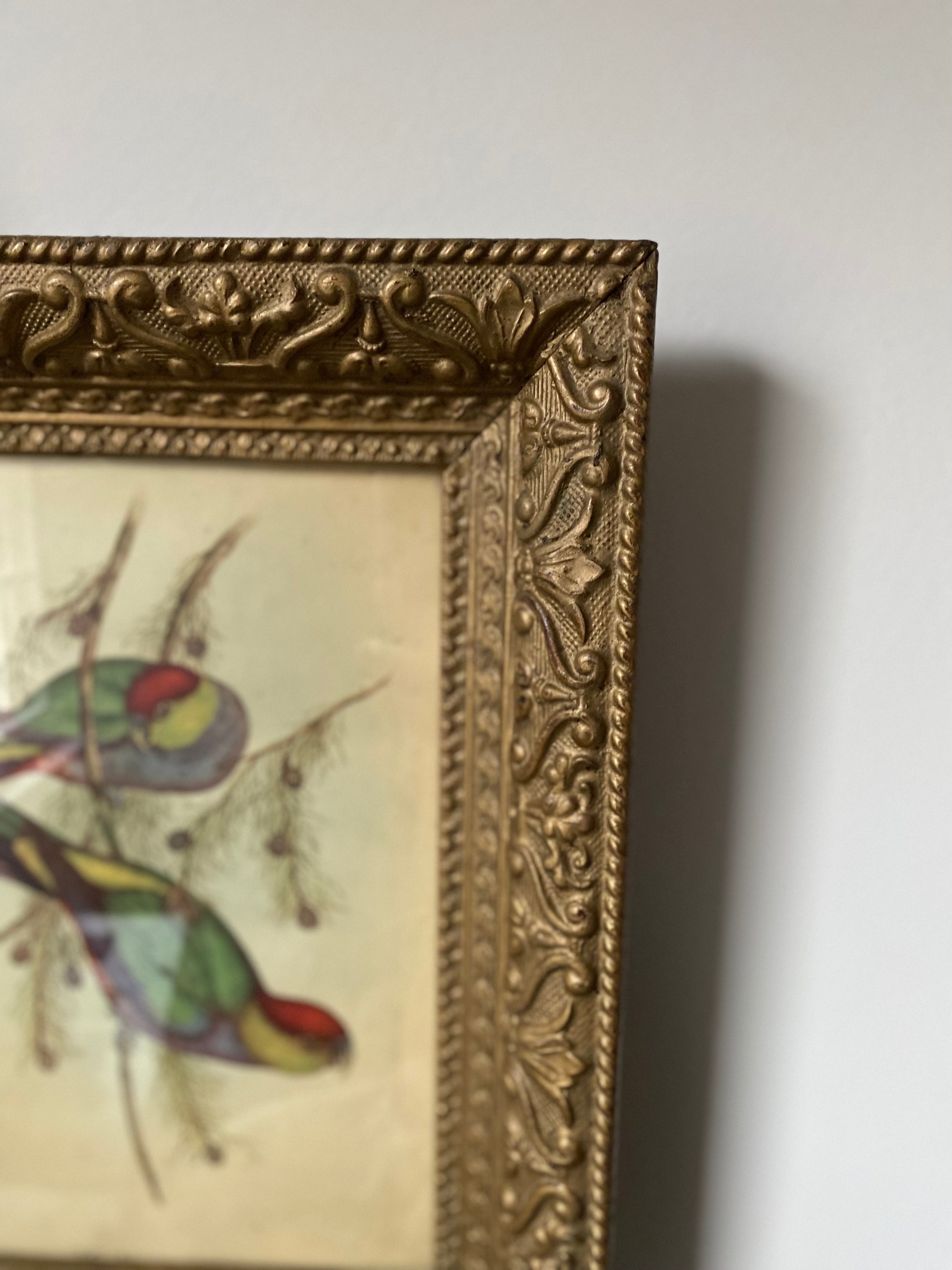 Vintage Parrot Lithograph