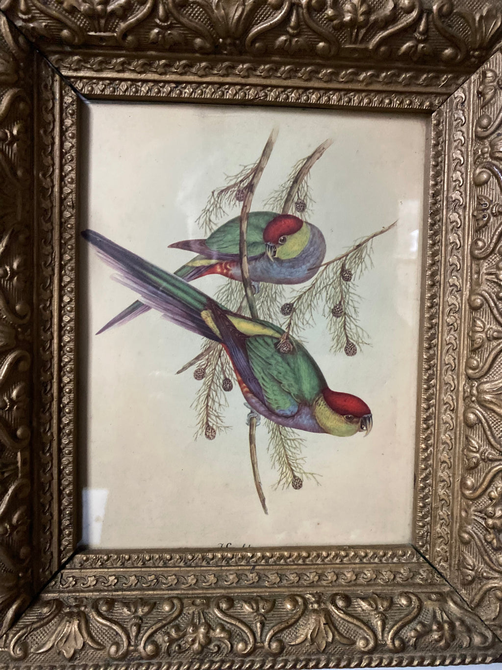 Vintage Parrot Lithograph