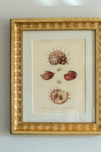 19th c shell engraving