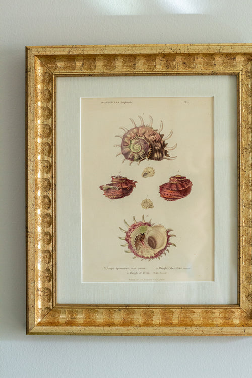 19th c shell engraving