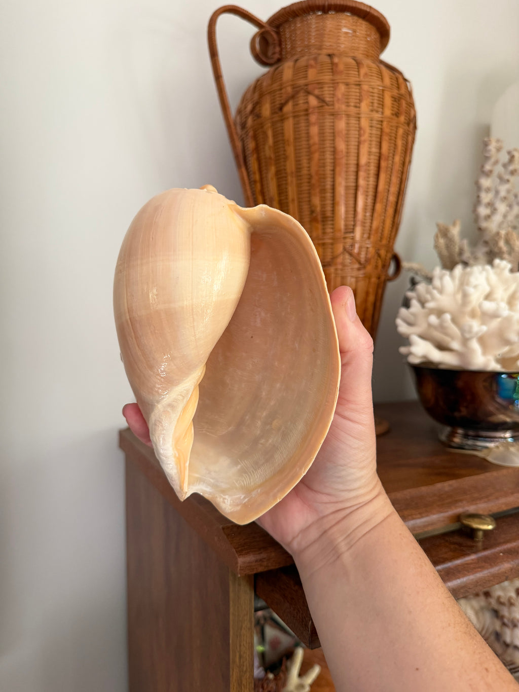 crowned baler shell (melon shell)