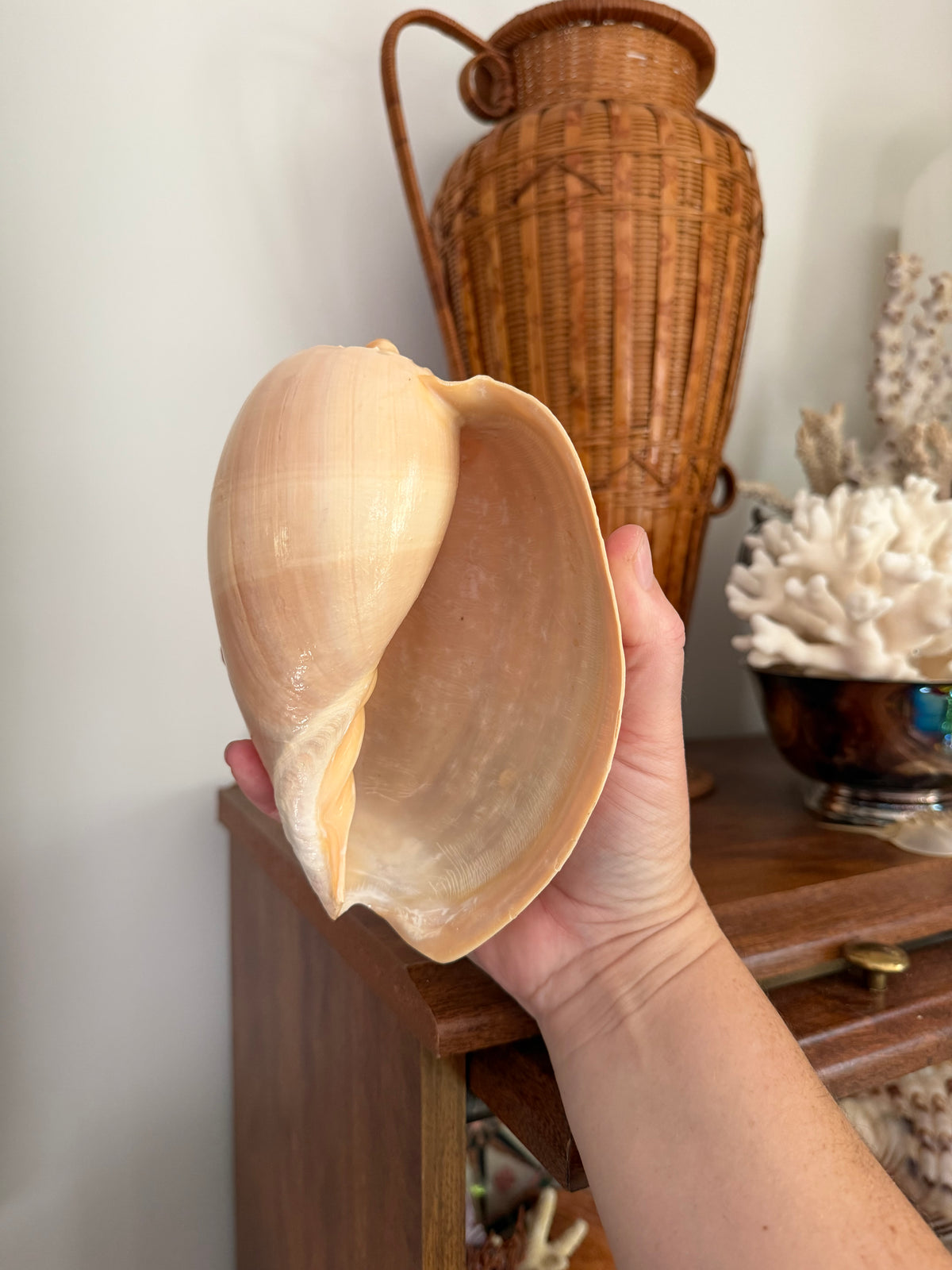 crowned baler shell (melon shell)