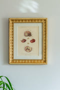 19th c shell engraving