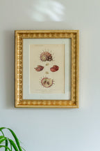 19th c shell engraving