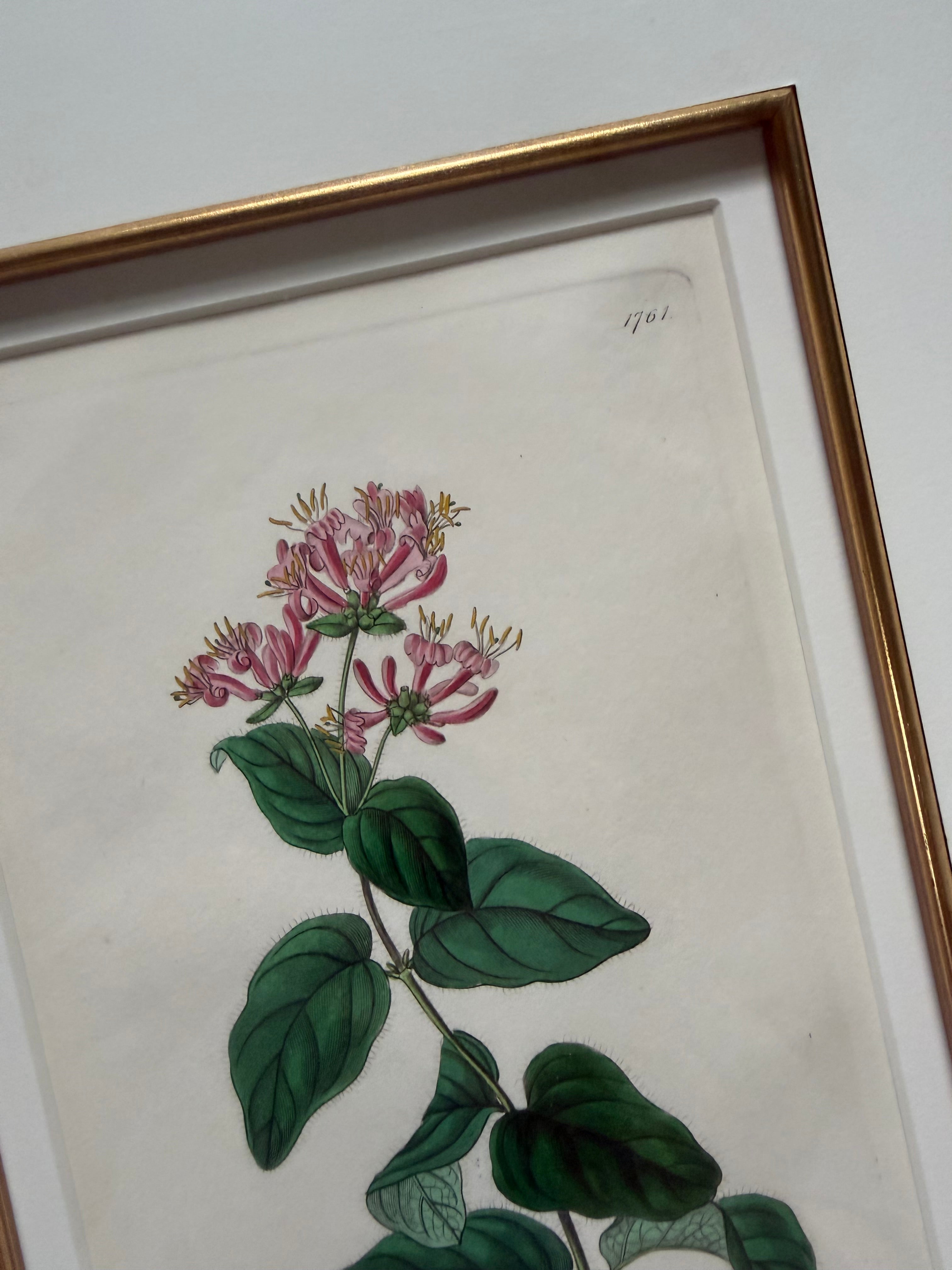 Set of four 19th c botanical engravings