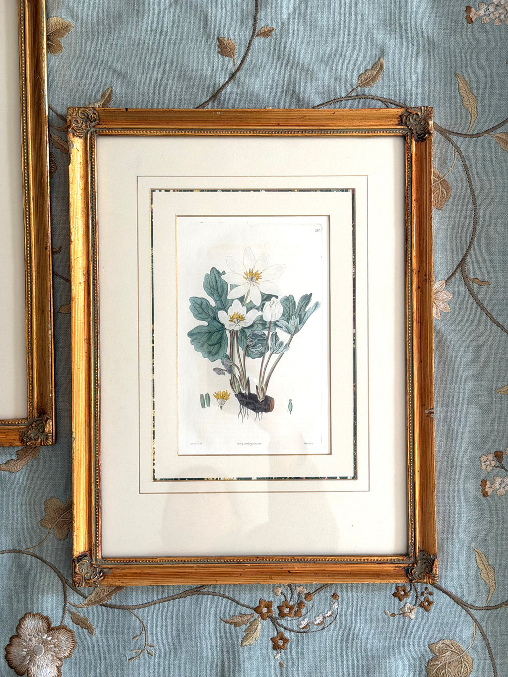 pair 19th century botanical engravings