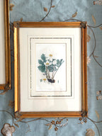 pair 19th century botanical engravings